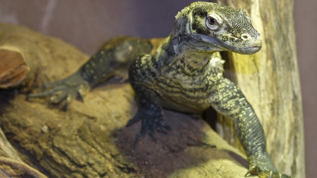 Raja is the first Komodo Dragon at Perth Zoo.