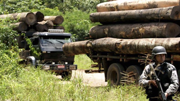 A crackdown on illegal Amazon logging in Brazil last week.