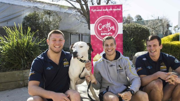 ACT Brumbies players Blake Enever, Michael Dowsett and James Dargaville with Joker the dog at the RSPCA ACT shelter in Weston.