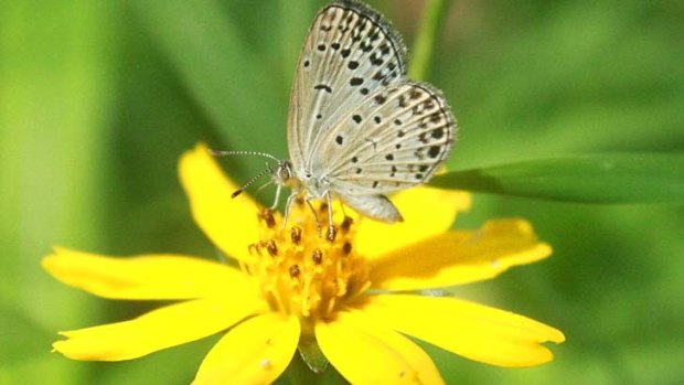 A normal adult pale grass blue butterfly suckles nectar from a flower.