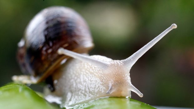 Female snails are growing penises on their heads.
