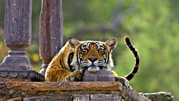 Cool for cats ... a tiger strikes a relaxed pose in Ranthambore National Park, Rajasthan.