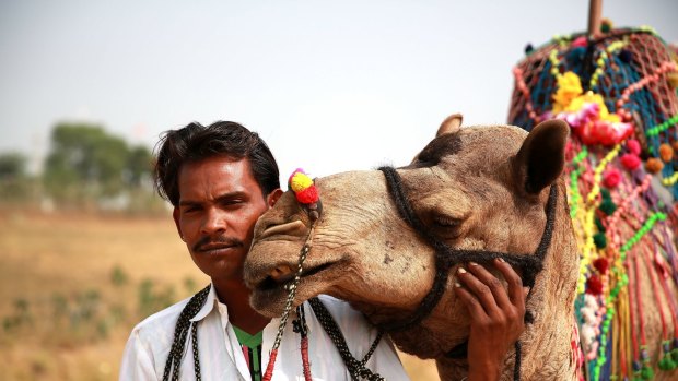 Dromedary delights: A cameleer and his charge at India’s annual Pushkar Camel Fair.