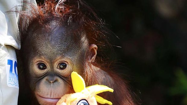 Nine-month-old orangutan Boo has delighted Madrid Zoo visitors.