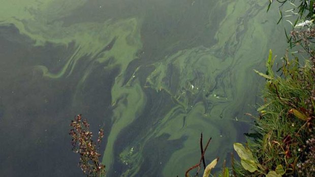 Blooming algae can produce nasty odours.