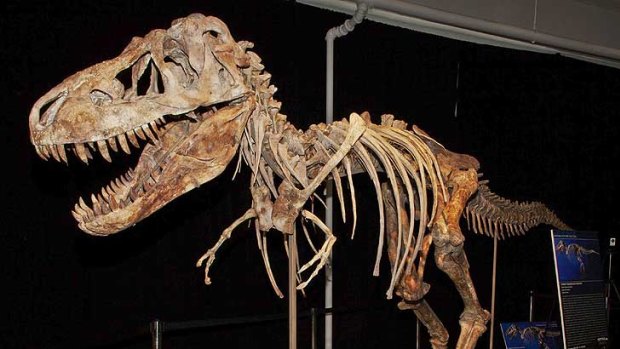 Tyrannosaurus Bataar skeleton ... allegedly stolen from Mongolia.