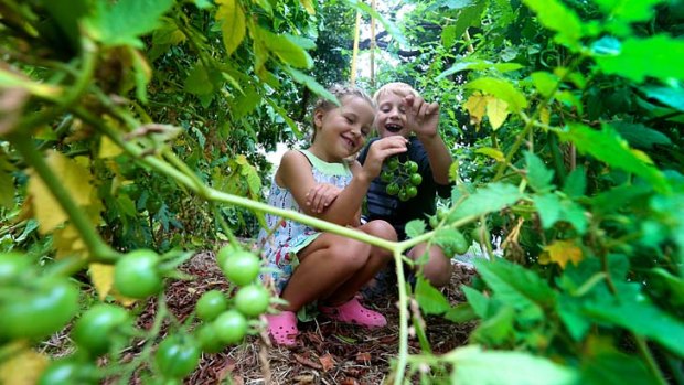 Home-grown favourite: Jessica Walkley, 6, and her brother, Thomas, 7, from Oatley, with some of the tomatoes planted by children at the Royal Botanic Gardens.