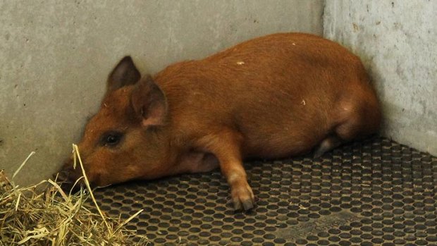 The pig allegedly smuggled into the Gabba is still worse for wear.