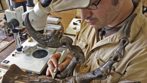 The large, clawed foot of a newly discovered species of raptor called Dakotaraptor, examined by Robert DePalma, curator of vertebrate paleontology at the Palm Beach Museum of Natural History in Florida.