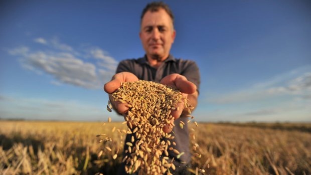 Deniliquin rice grower Nick Morona relishes the feel of healthy grains running through his fingers - something he has not experienced for the past three years.