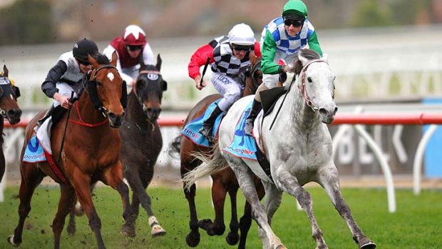 Spring in his step: Classy grey Puissance De Lune powers to victory at Caulfield on Saturday.