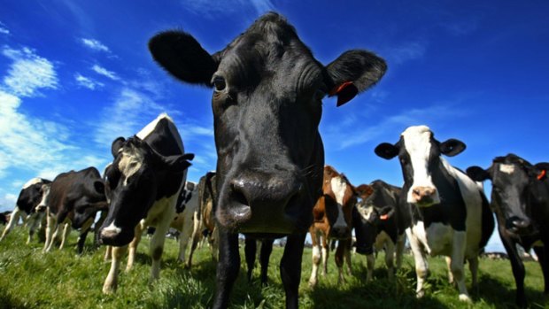 Udder factors: Dairy feed problems are hurting.