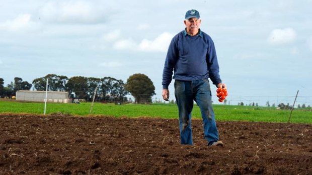 Tomato grower Bruce Weeks on his property in Rochester, Victoria.