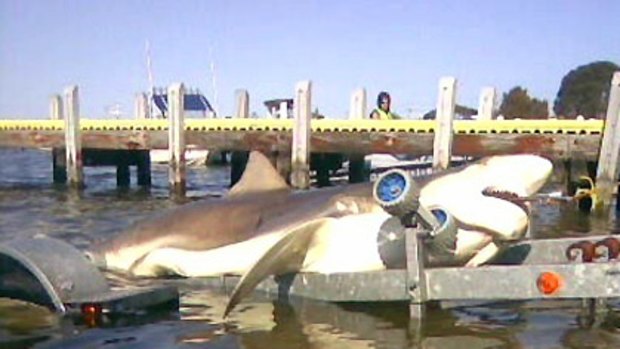 The fake Lakes Entrance shark.