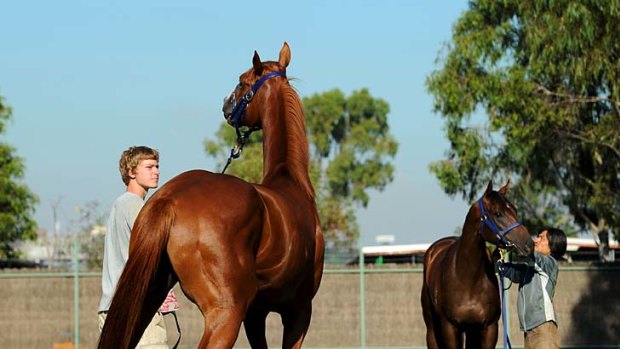 Fingers crossed: Danny O'Brien is hoping Bush Aviator (left) and Cambiaso can run up to their best in the Blue Diamond.