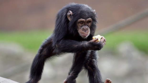A baby chimpanzee is worth thousands of dollars in illegal online trade.