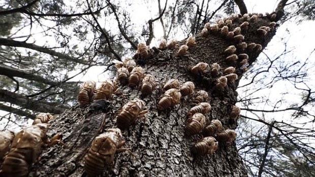 Sophisticated system: Cicadas have come out en masse this year, as seen by the number of insects and empty shells on this tree in Church Point.