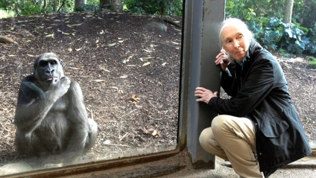 Jane Goodall at Melbourne Zoo yesterday: "The cheapest and most efficient way of slowing down global warming is to protect and restore forests."