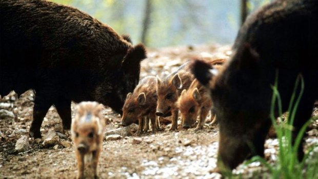 Culling not enough: Wild boars like these in southern France have been invading Marseille.