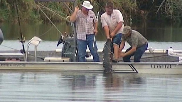 The alligator that attacked a swimmer is pulled from the water after it was killed.