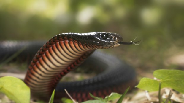 A red-bellied black snake. 