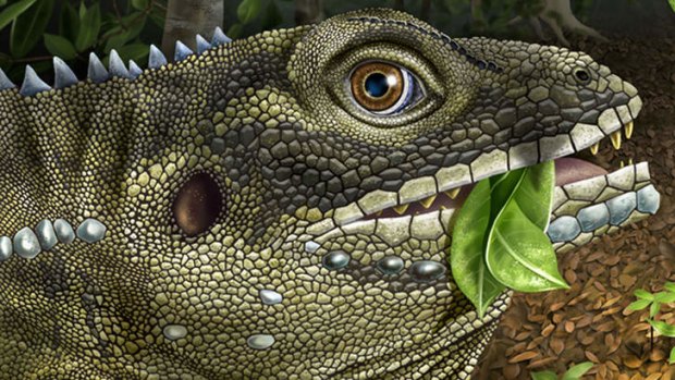 The Barbatuex Morrisoni 'Morrison's bearded King' named after Jim Morrison, the singer of the Doors whose nickname was the Lizard King. Some 40 million years ago, the king lizard roamed the tropical forests of Southeast Asia and is believed to be one of the biggest known lizards ever to have lived on land.