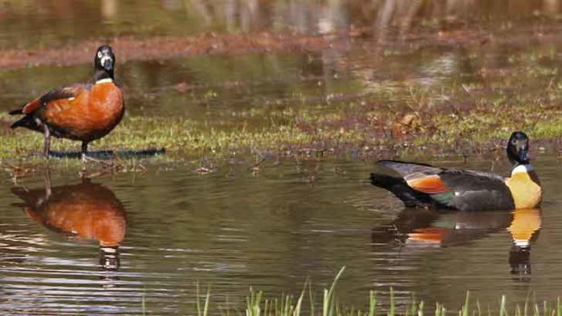 A pair of mountain ducks search wetlands for food.