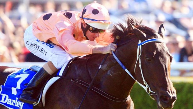 Luke Nolen rides Black Caviar at Randwick.