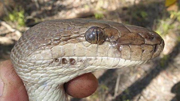 An olive python fitted with a radio transmitter. <i>Supplied by: DEC</i>
