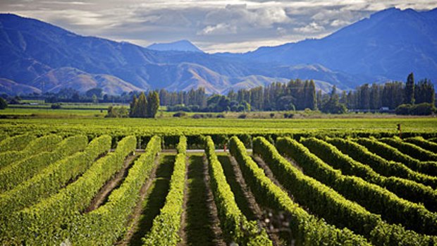 Some wineries based in New Zealand's Marlborough region have gone into receivership as Australian chardonnay makes a comeback.
