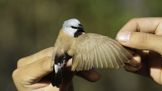The presence of the black-throated finch is one stumbling block for the mining giant.
