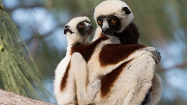 Island of Lemurs: Madagascar 