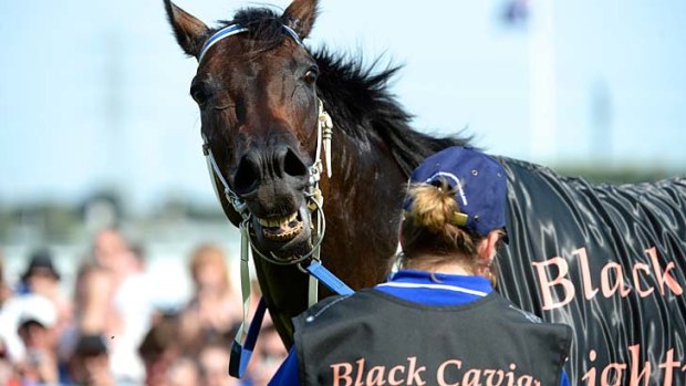 Going out at the top: Black Caviar.