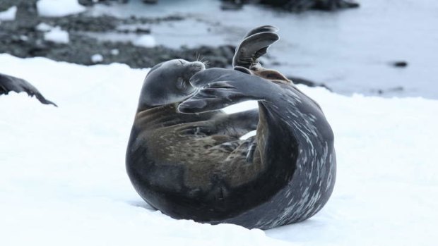 Weddell seal curled like a doughnut.