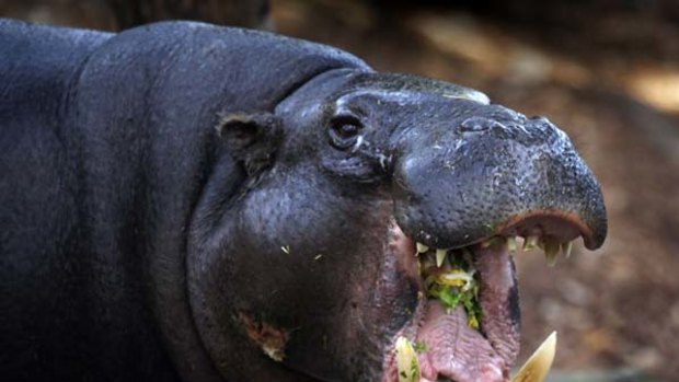 More than 30 hippos live on Pablo Escobar's former estate.
