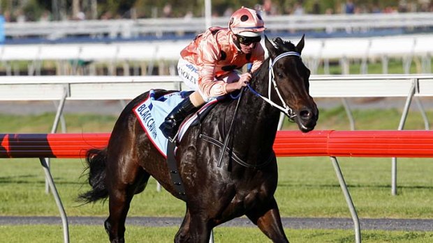 Luke Nolen guides Black Caviar to her 20th consecutive victory in Adelaide yesterday.