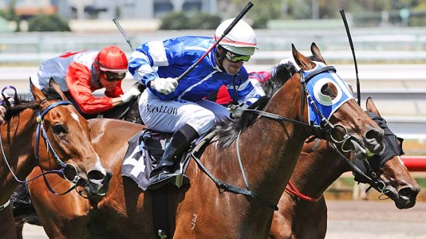 Straight as a die: Noel Callow rides Belfast Boy to victory down the straight at Flemington on New Year's Day.