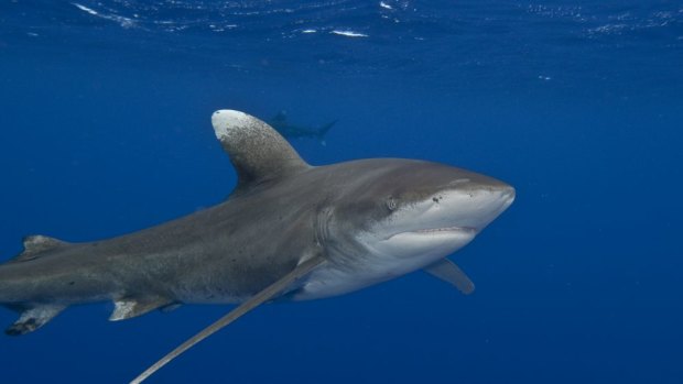 People are being invited to express their views on plans to use shark drum lines in WA waters over the next three years. 