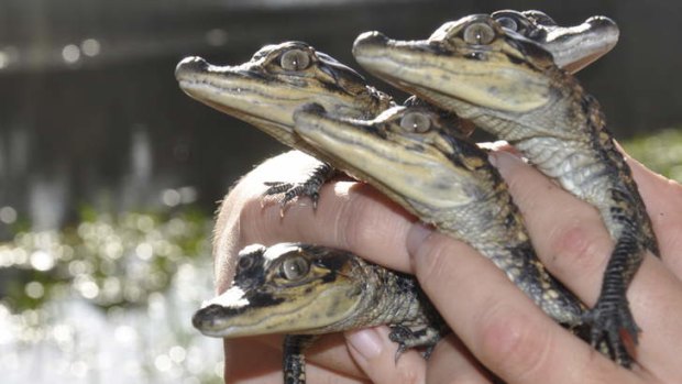 Alligator babies at the Australian Reptile Park. A 20cm baby alligator was among the animals stolen from the park in July.