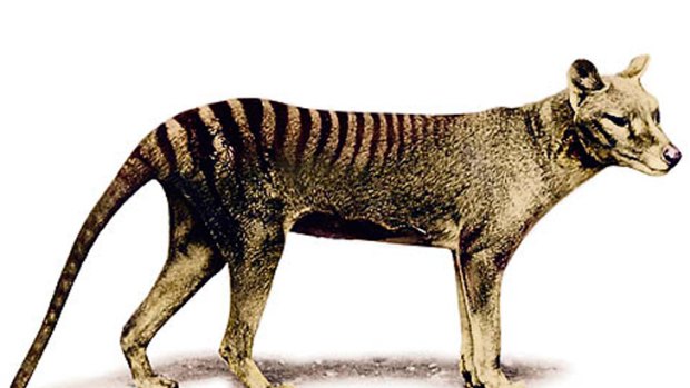 An illustration of a Tasmanian tiger.