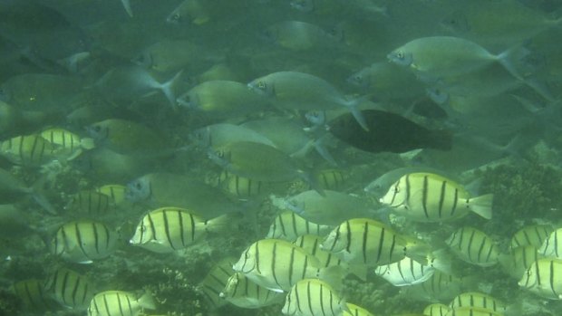 A school of tropical plant-eating fish.