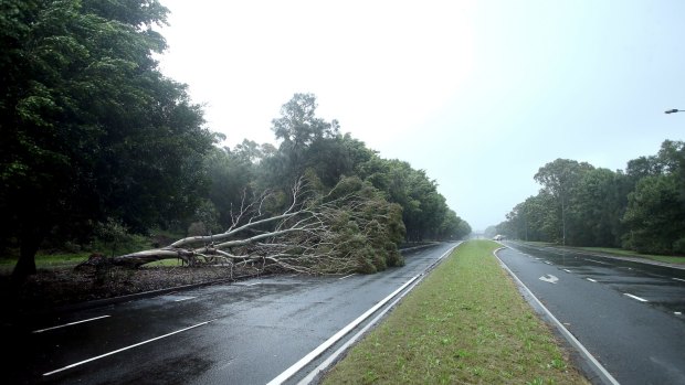 A car reportedly crashed into a fallen tree on Streeton Drive in Canberra on Tuesday. 