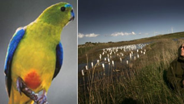 The rare orange-bellied parrot (left); Ric Ressom monitors numbers of the bird at Codrington.