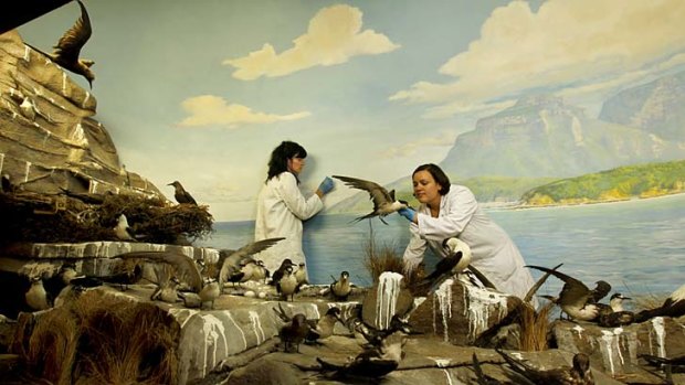 "Eventually they came back to life'' &#8230; the Lord Howe Island diorama has been restored this week.