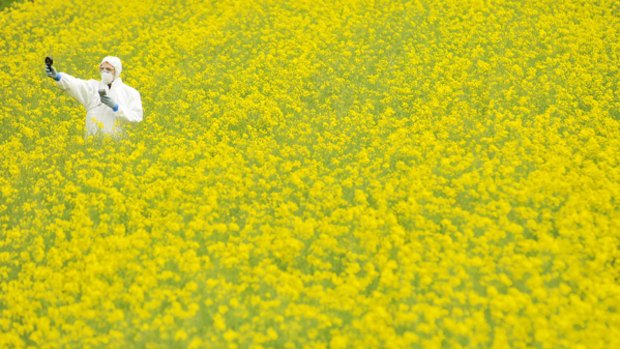 A Greenpeace activist takes samples in a genetically modified canola field near Teesdale, east of Geelong.