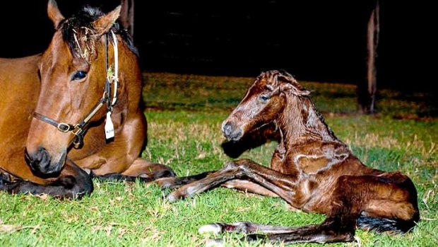 Helsinge, the dam of Black Caviar, with a full sister to the world champion sprinter on the night of her foaling at Gilgai Farm on October 17, 2012.