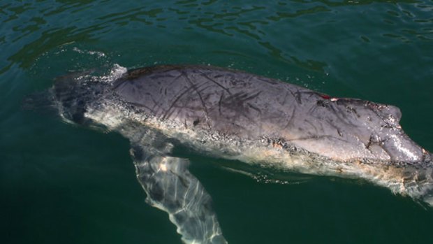 Euthanased... the abandoned humpback baby whale.