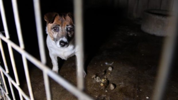 Behind bars at a puppy farm in north-west NSW where conditions were found to be shocking. 