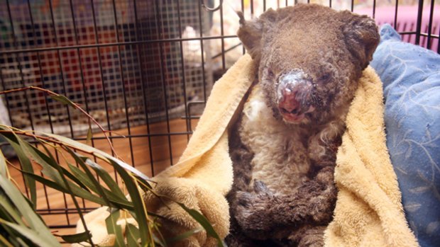 Suffering: This koala, being cared for in Kilmore, is another victim of the fires. He might also lose his habitat if stricter clearing codes are introduced.