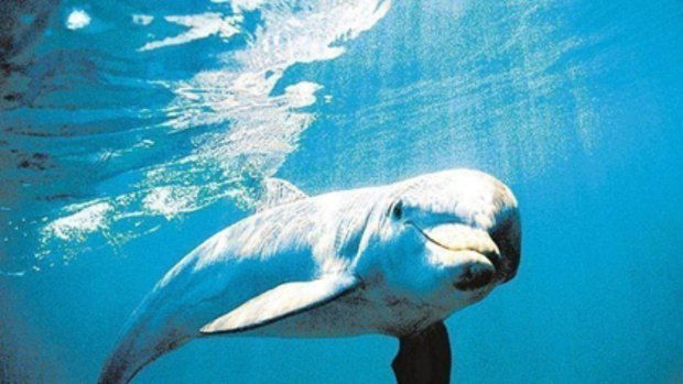 A dolphin has been wreaking havoc off New Zealand.